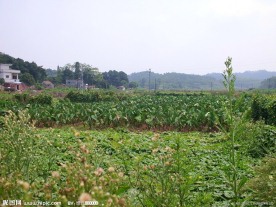 花田