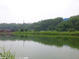 池塘