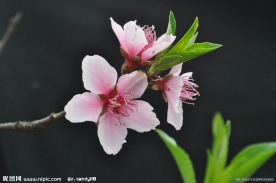意境桃花