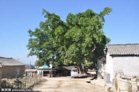 大榕树
