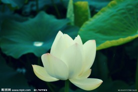 夏荷（非高清）