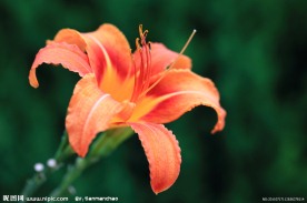 壁纸百合花