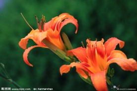 黄花