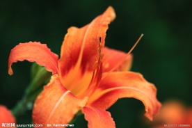 黄花
