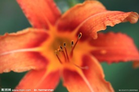 黄花