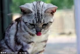 吐小舌头的猫猫