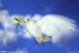 白鸽