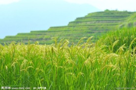 龙胜梯田稻谷