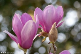 木兰花