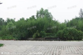 植物摄影