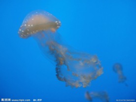 海洋 生物 海蛰