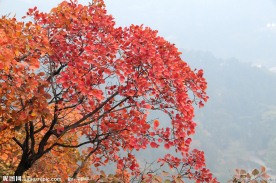 香山 红叶