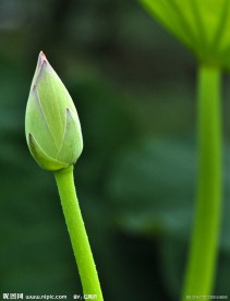 小荷花