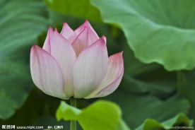 盛开荷花