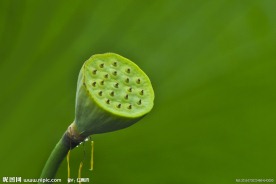 莲蓬