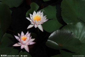 睡莲