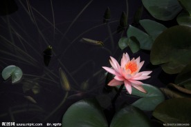 睡莲