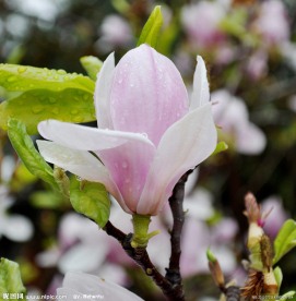木兰花