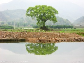 绿树