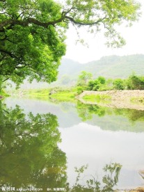 绿树