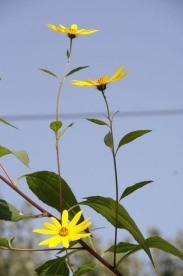 姜花