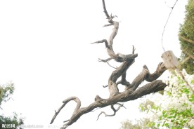 生物世界