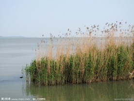 芦苇