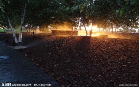 阳光透过的树林