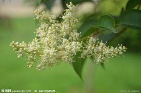 大叶女贞树花