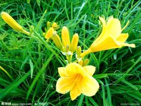 黄花菜