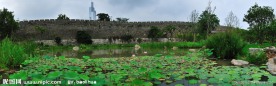 南京玄武湖睡莲池全景图