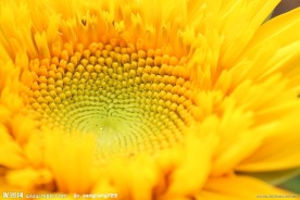 太阳花