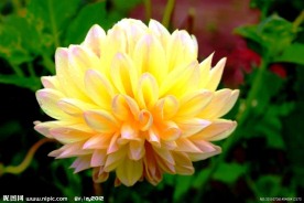 大丽菊花