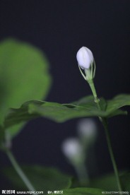 花朵摄影