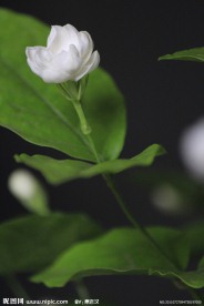 花朵摄影