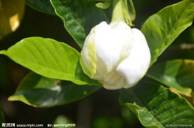 栀子花蕾