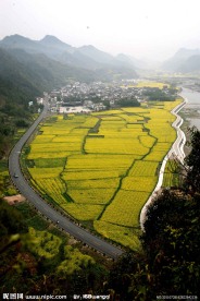 油菜花美景