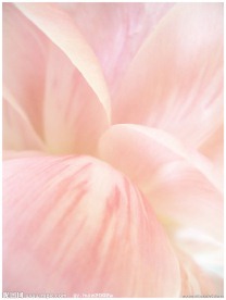 淡粉色牡丹花花瓣特写