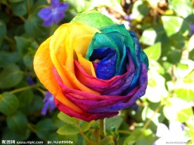彩虹玫瑰
