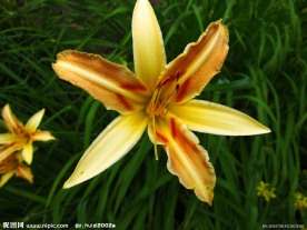黄色百合花