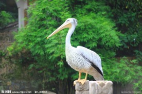 鹈鹕