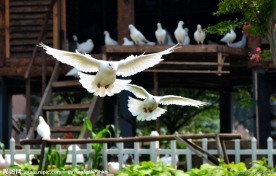 伴飞