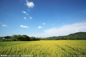 希望的田野