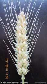 小麦穗