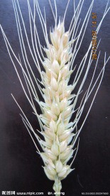 小麦穗