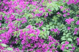 花的世界