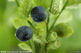 蓝莓