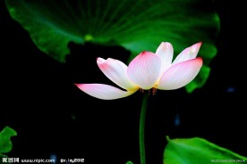 凌波仙子