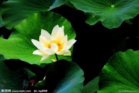 凌波仙子