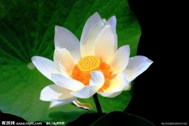 凌波仙子